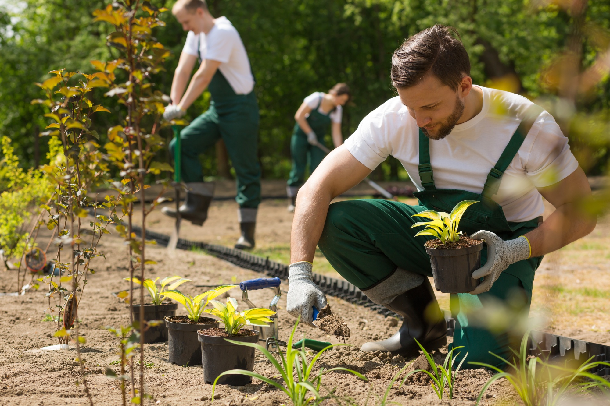 Creating a beautiful garden from scratch