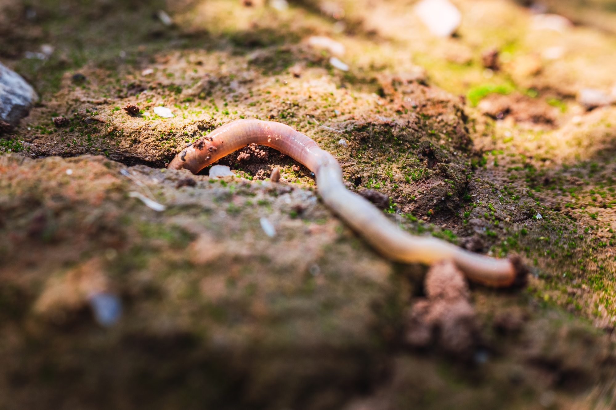 Wet earthworm digging in a dirt orchard.
